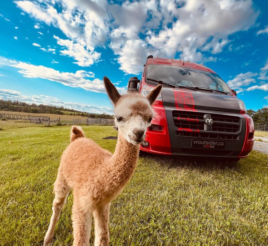 A baby alpaca poses in front of a red RV whose owner is glamping in Vermont.