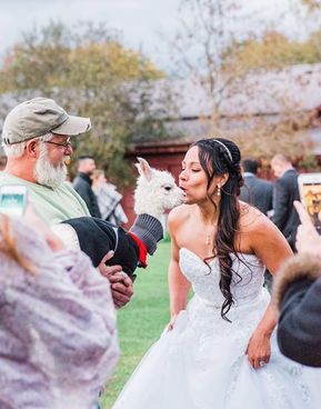 vermont farm weddings at champlain valley alpacas