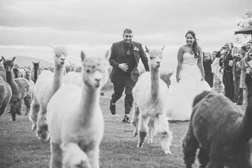A newly married couple enjoys their alpaca wedding by running in front of the herd for unique memories and candid photos - The Vemont Wedding Barn