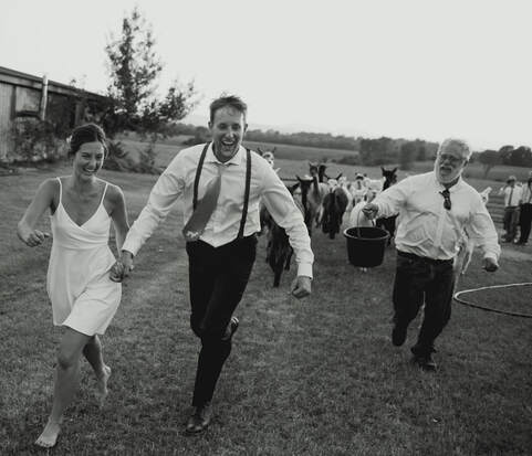 A newly married couple laughs as they run in front of a herd of alpacas at their Vermont barn wedding.